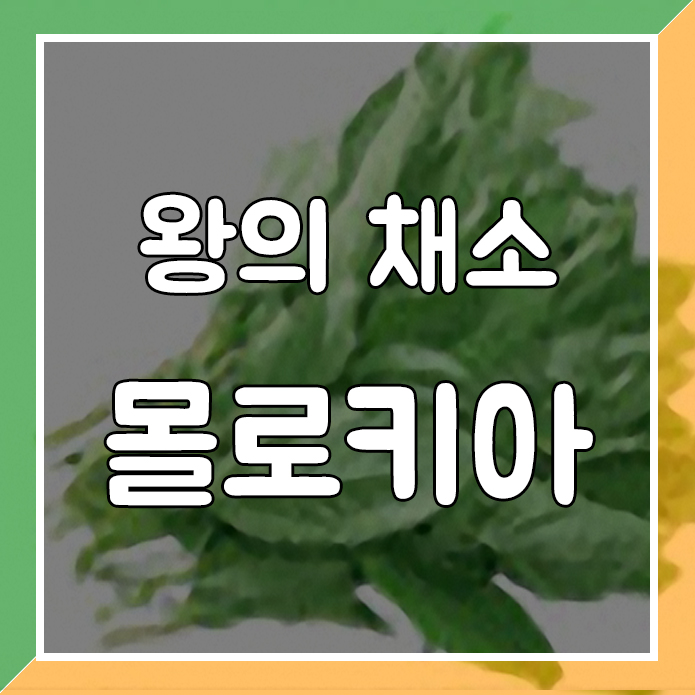  몰로키아(왕의 채소)의 효능