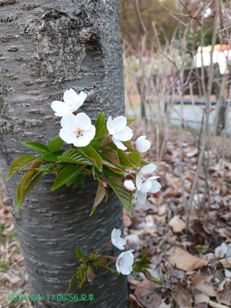  칠두생각 - 190418 - 삶은 위대한다..멋쟁이님