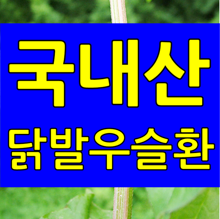  닭발우슬환 파는곳 좋은 우슬뿌리효능 추천 ! 