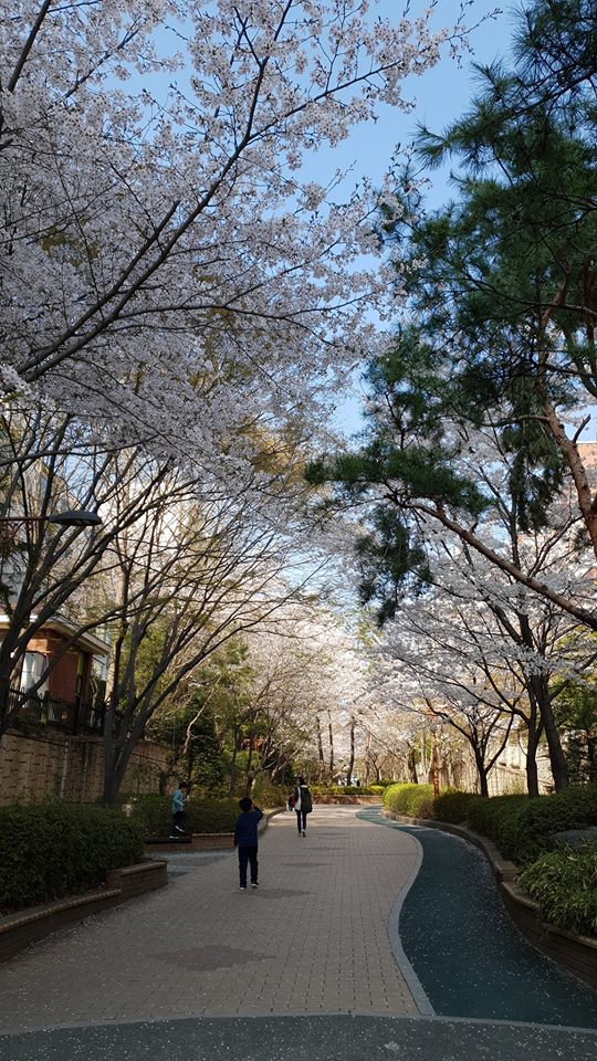  꽃:) 벚꽃길