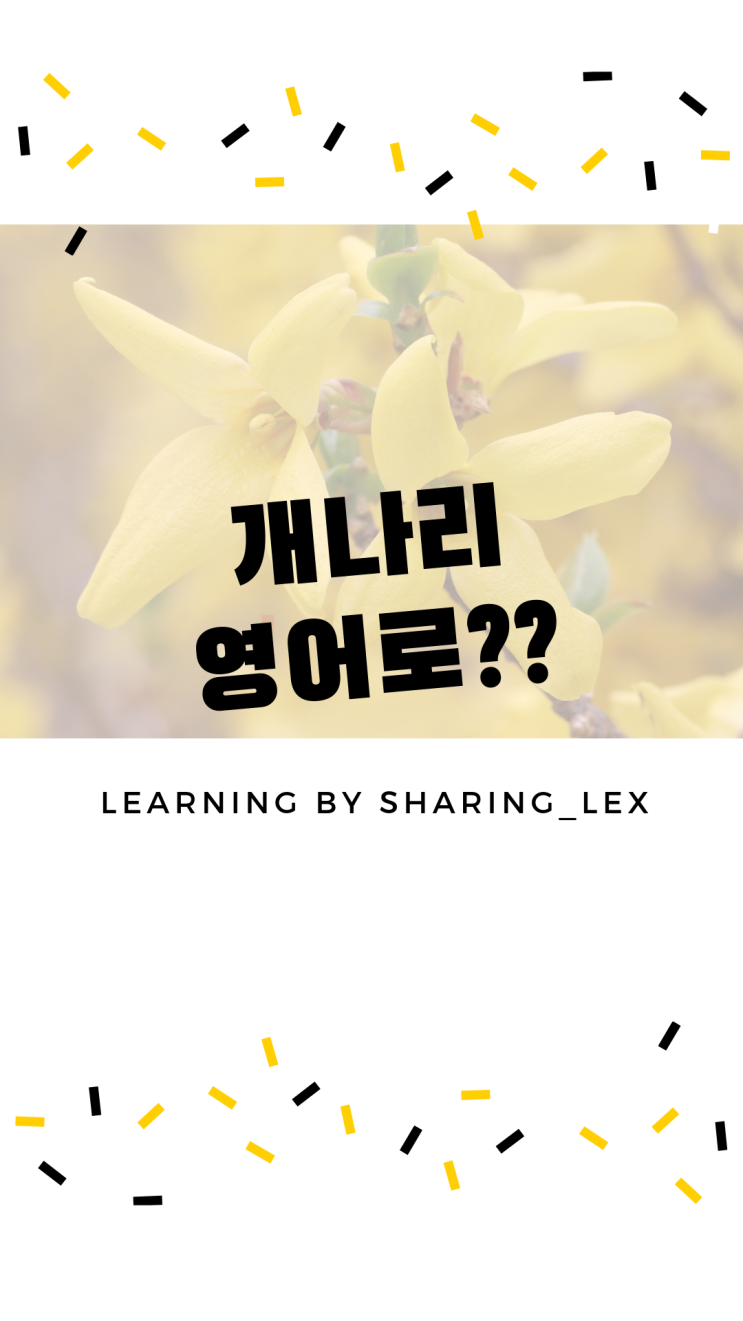  개나리는 영어로 뭐라할까?