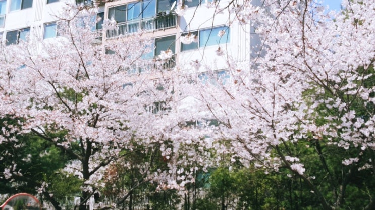아쉬워서 더 예쁜 벚꽃-꽃비가 내려요 아쉬워서 더 예쁜 벚꽃-꽃비가 내려요