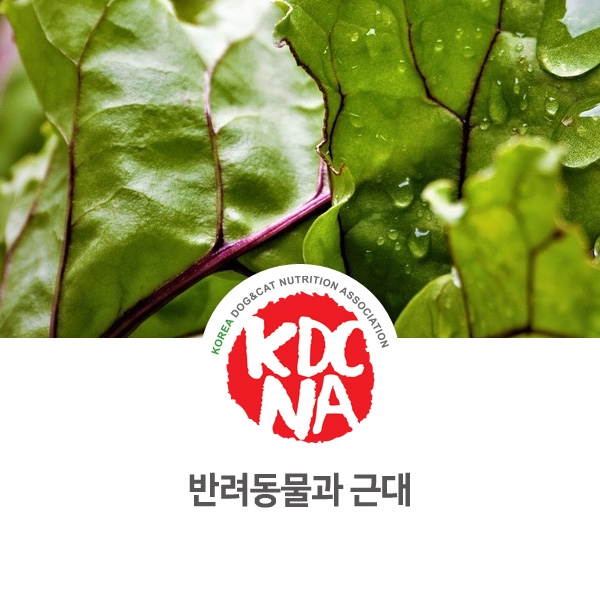  [강아지 고양이 영양 정보] 반려동물 식재료 근대 먹어도 될까요?_87