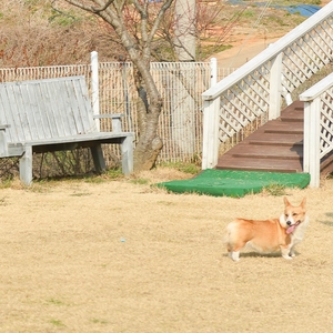  안면도 애견펜션 솔푸른 서해안에서 알아줘!