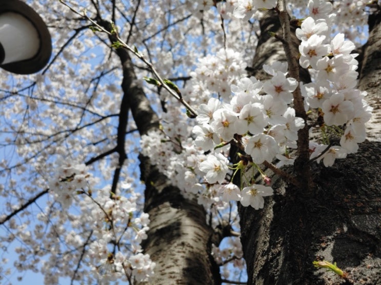 LG G8폰 카메라로 찍은 벚꽃사진