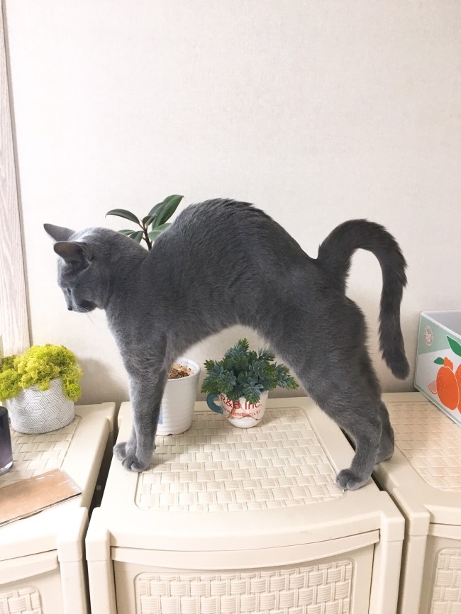  러시안블루 '글로리'일상,,쭉쭉이하는 모습