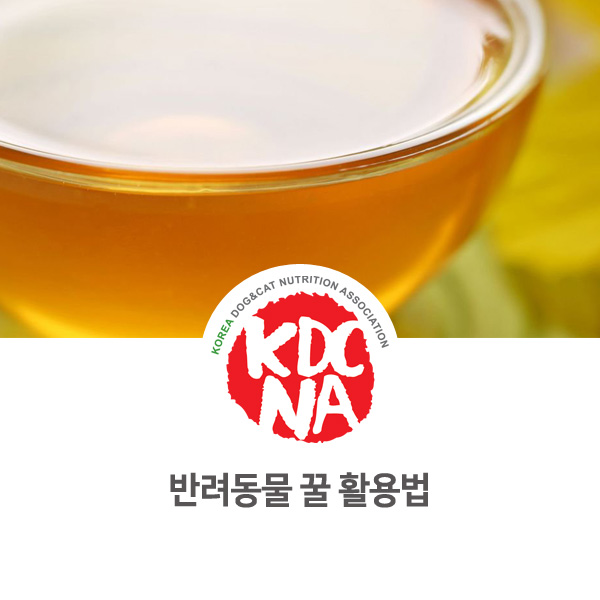  [강아지 고양이 영양 정보] 반려동물 꿀 활용하기_88