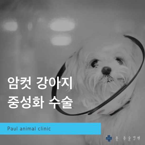 강아지 암컷 중성화, 최소절개 수술 & 성남 분당 24시 폴 동물병원(용인, 광주, 판교, 이천)