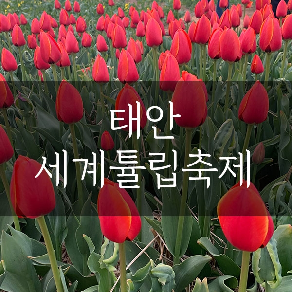  태안튤립축제, 개장 첫날에 놀러갔다왔어요!(4월13일방문, 꽃개화아직ㅠㅠ)