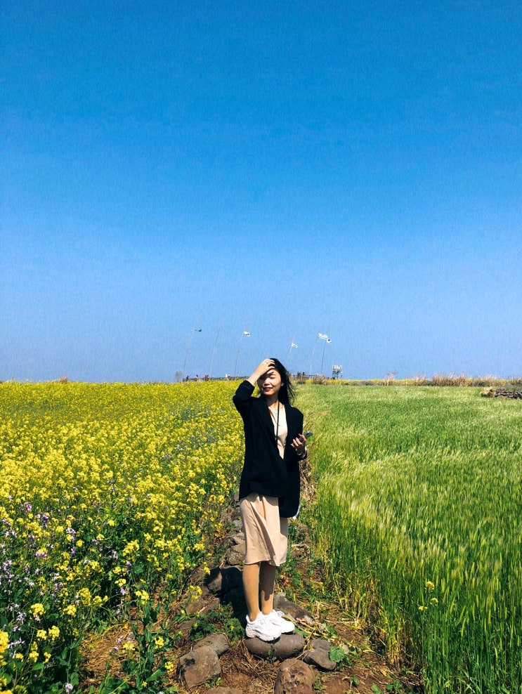  가파도 청보리축제 제발가요( ˃̣̣̣̣̣̣o˂̣̣̣̣̣̣ )!!! 청보리도 유채꽃도 최고 제주도봄여행지추천!