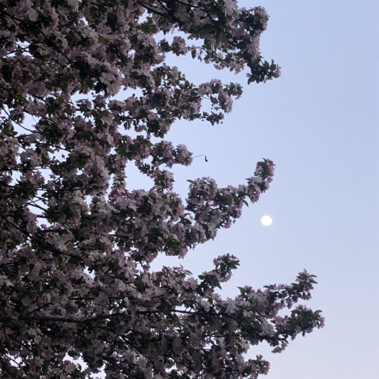  행복(2019.04.11-2019.04.18)