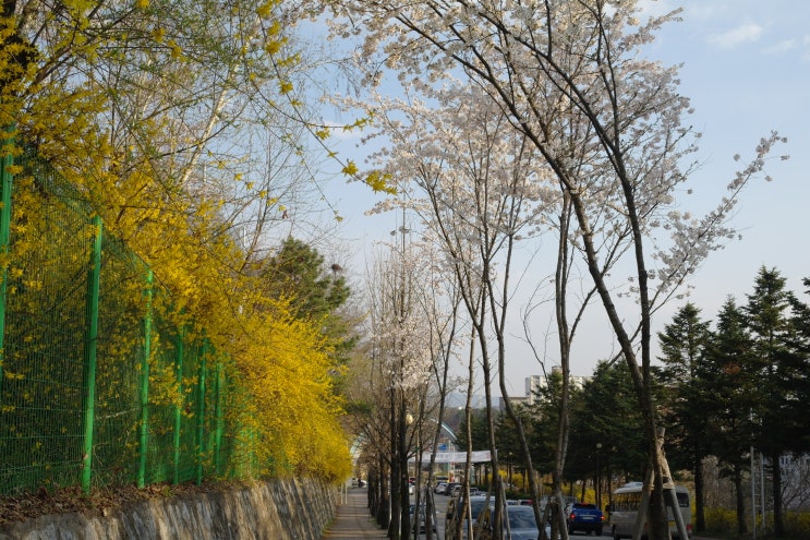  개나리