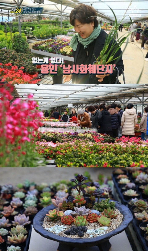  관찰카메라 24, 꽃구경 의 새로운 성지! 용인 ‘남사화훼단지’