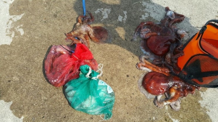  포항 영일 신항만 부진한 조황의 연속~~~ 