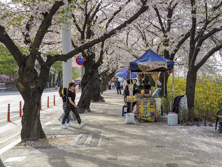  [윤중로 벚꽃나무길] 하늘에서 내리는 눈꽃잎_윤중로 벚꽃나무길