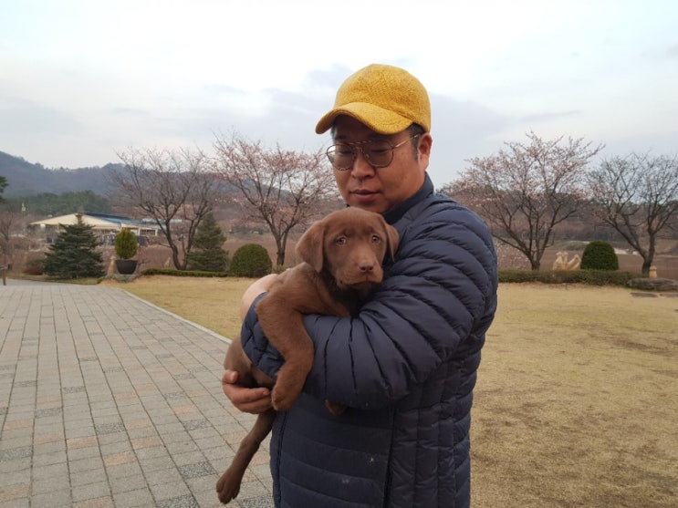  수원/화성/용인/이천/평택/천안 귀한 초코리트리버/초코랩 분양합니다.