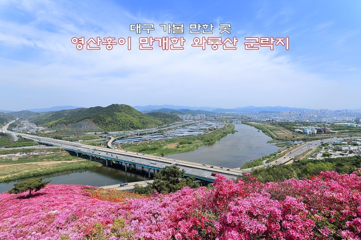  대구 가 볼 만한 곳 영산홍이 만개한 와룡산 군락지