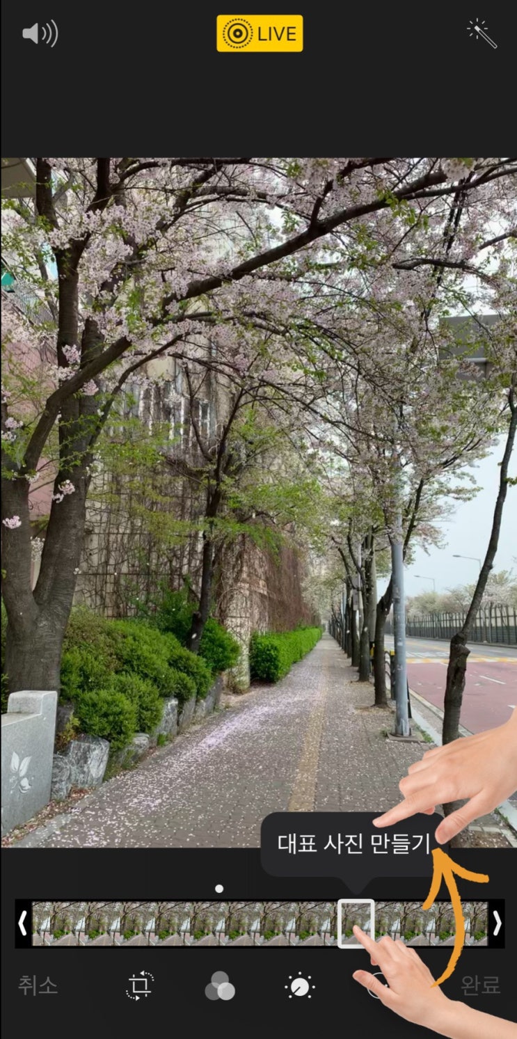 아이폰으로 벚꽃 '꽃비'를 촬영하는 베스트 방법은? 아이폰으로 벚꽃 '꽃비'를 촬영하는 베스트 방법은?