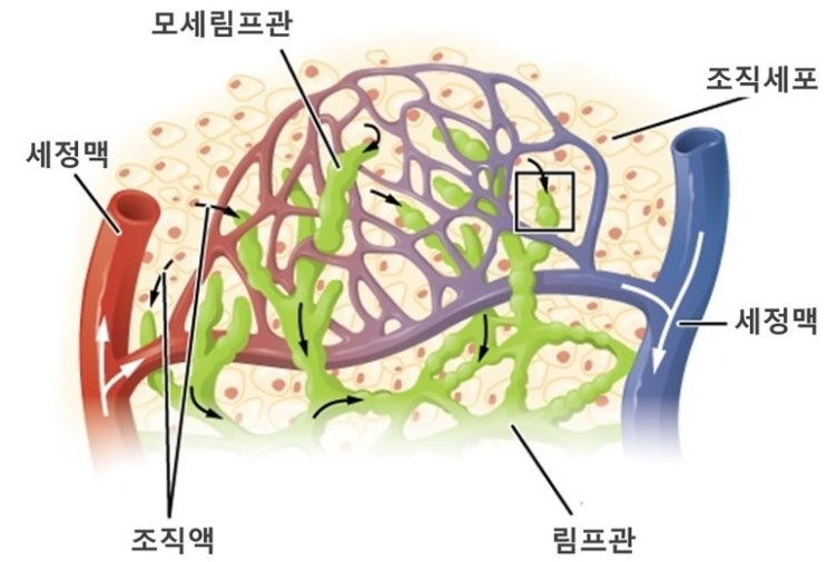  소음인의 불면증 우울증 [제주 온기담은 한의원]