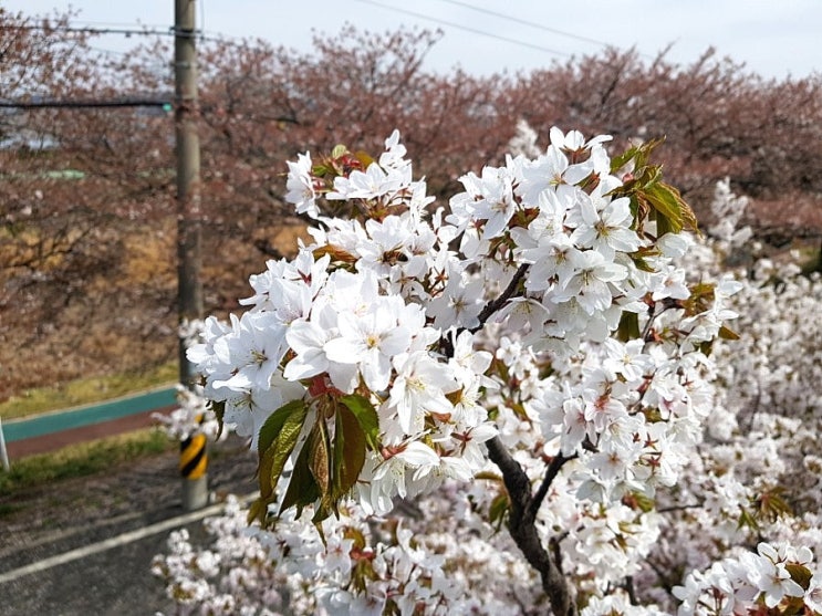  이제는 정말 벚꽃엔딩이네요