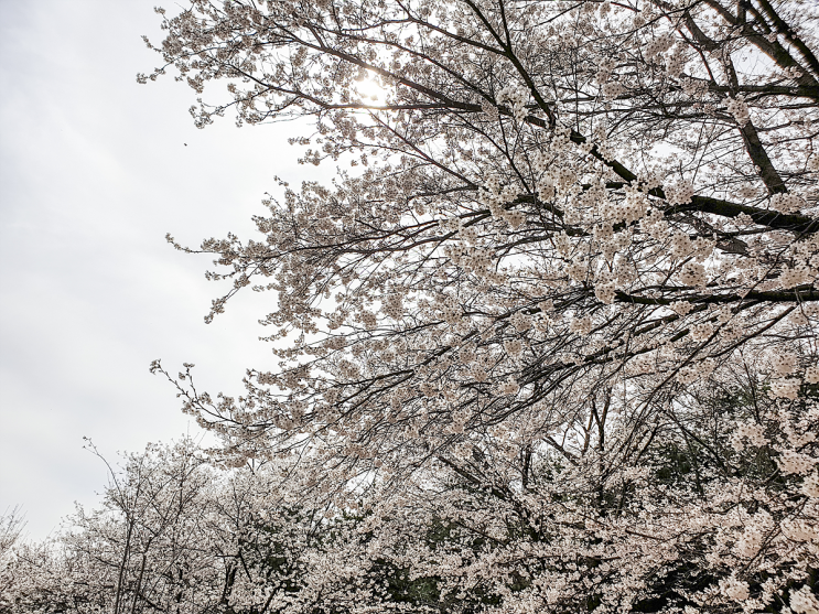  [파주 벚꽃명소] 한적하고 아름다운 벚꽃명소_오산리 기도원