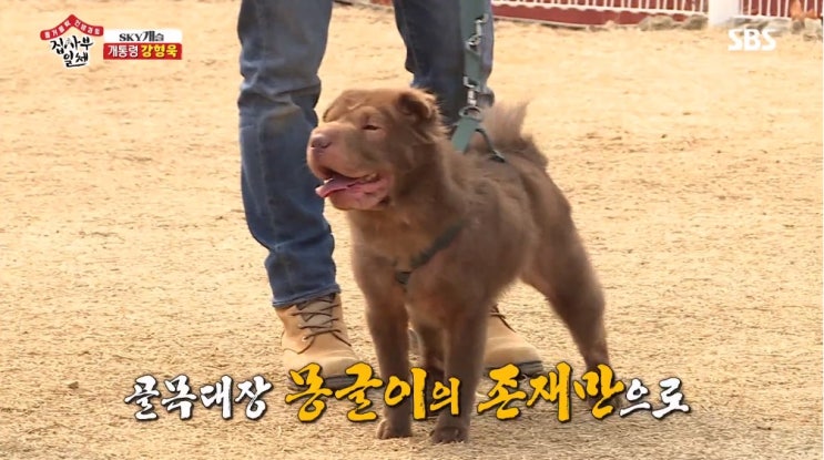  이홍기 강아지(반려견) 몽글이 샤페이에 대해 알아보자