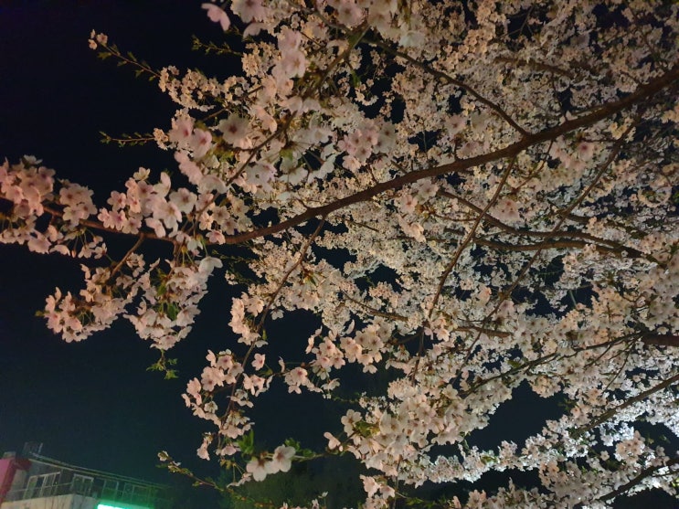  "이제야 벚꽃이 피는 헤이리마을! 기어코 봄이 왔다."