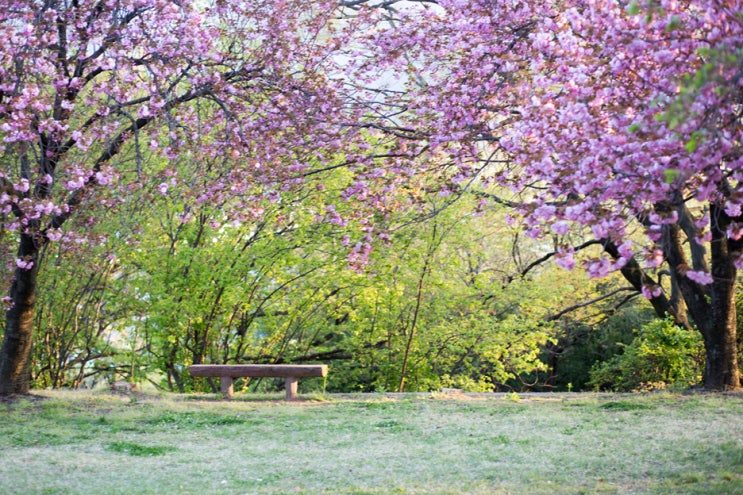  겹벚꽃 보러 경주 불국사까지 가지 마세요~창원 겹벚꽃 명소 '성산패총', '어린이교통공원'