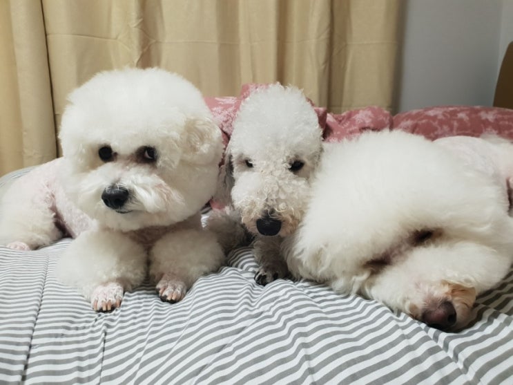  #향남애견미용