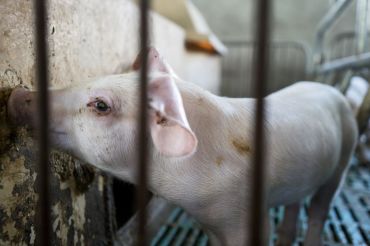 돼지 열병이 글로벌화