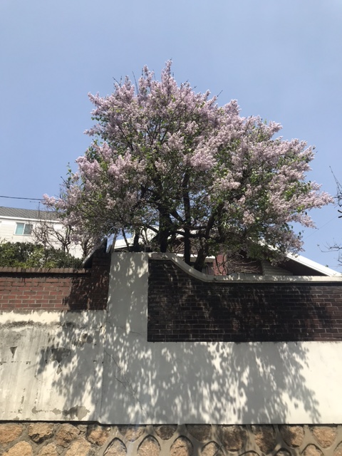  핑크문