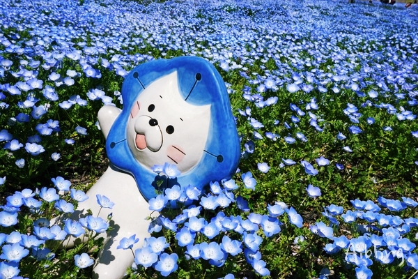  오사카 여행 마이시마 네모필라 꽃밭 감동 파란 세상