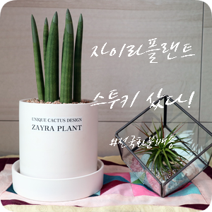  자이라플랜트 구미 본점에서 스투키 화분 주문! 전국 배송 가능해요