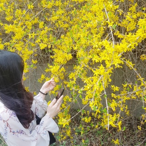  2019.04.20 뒤늦은 벚꽃놀이/예쁜 카페/피씨방/낙곱새/영화 '온리 더 브레이브'