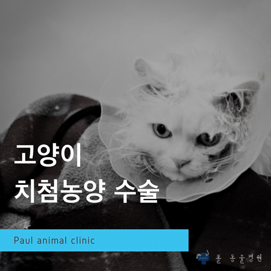 고양이 치첨 농양, 발치, 치과 방사선 검사 & 성남 분당 24시 폴 동물병원