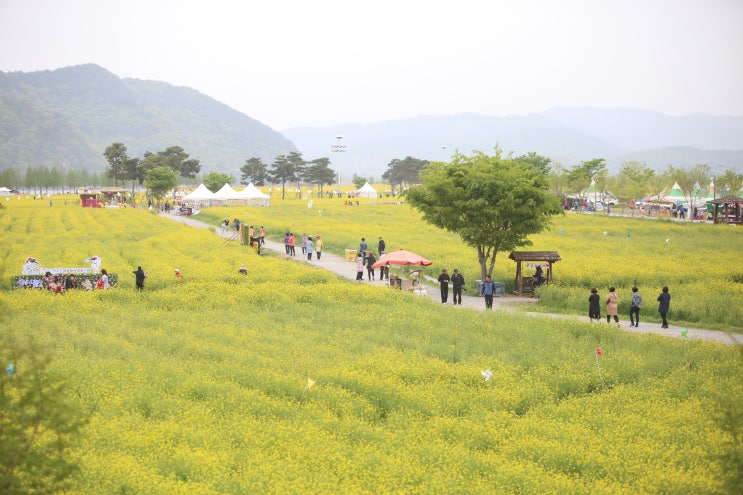 봄꽃의 향연장, 노란 꽃이 만발한 창녕 남지유채꽃축제