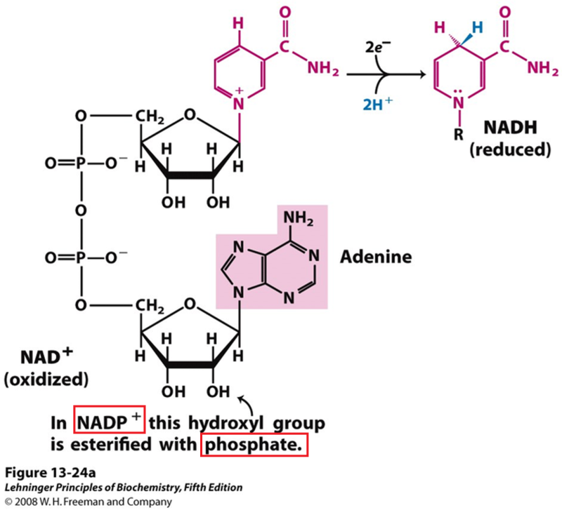 조효소 NAD, NADP, FAD : 네이버 블로그