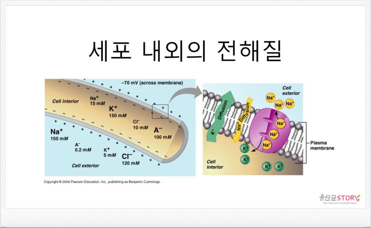  미네랄(포타슘,마그네슘,요오드)과 건강