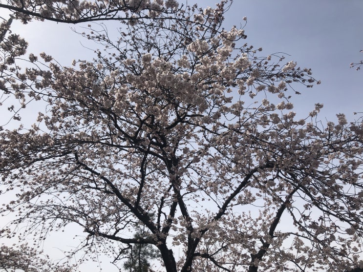 2019 여의도 벚꽃축제 뒤늦은 이야기