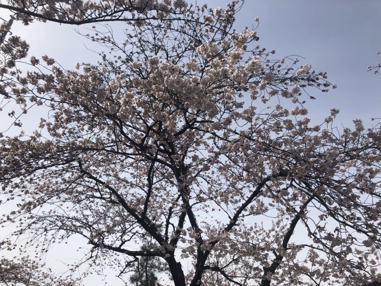  2019 여의도 벚꽃축제 뒤늦은 이야기