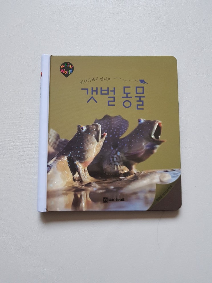  마퍼월 6 갯벌동물
