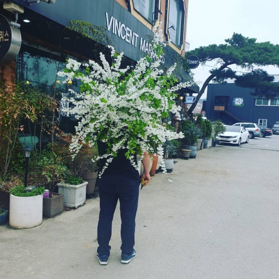  조팝나무 설유화 싸리꽃 한가득 카페 봄향기 가득 채우다