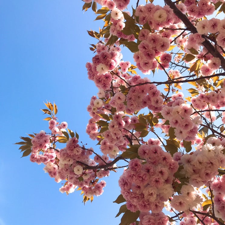  [2019.04.15-04.21]기침/병원/화분/동원양반죽/컬러리스트 기사 실기/스타벅스/오리고기/