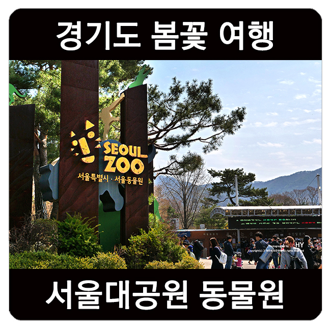  과천 서울대공원 동물원 겹벚꽃과 함께 공작 마을이 개장했어요