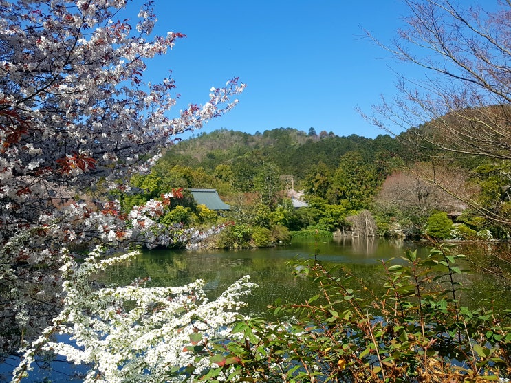  걸어서 교토 여행 료안지(龍安寺)