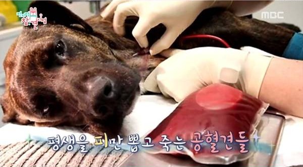  공혈견, 우리나라도 선진국 처럼 평생이기보단 석 달에 한 번 꼴로    헌혈개념이면 좋겠어요.