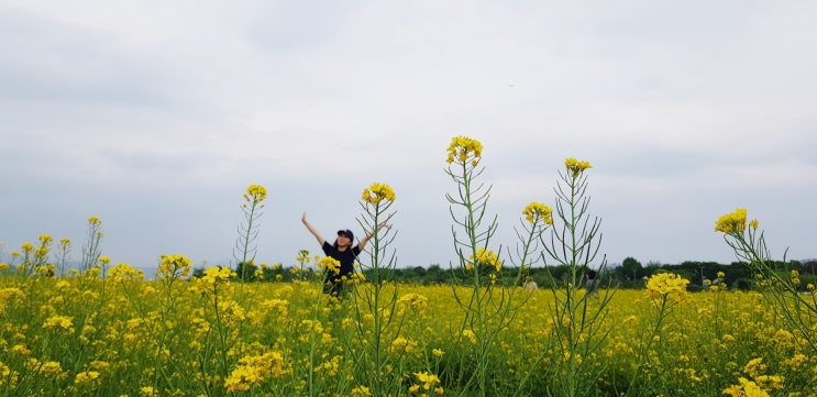  라이딩, 하중도 유채꽃, 디아크, 아담스키친 20190421일