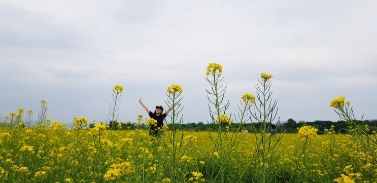 라이딩, 하중도 유채꽃, 디아크, 아담스키친 20190421일