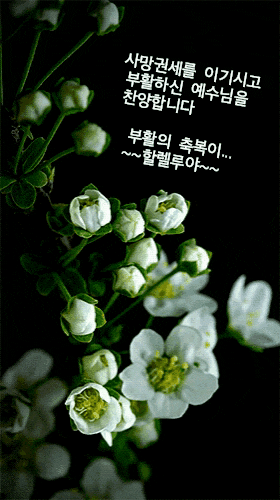  예수 다시 사셨네