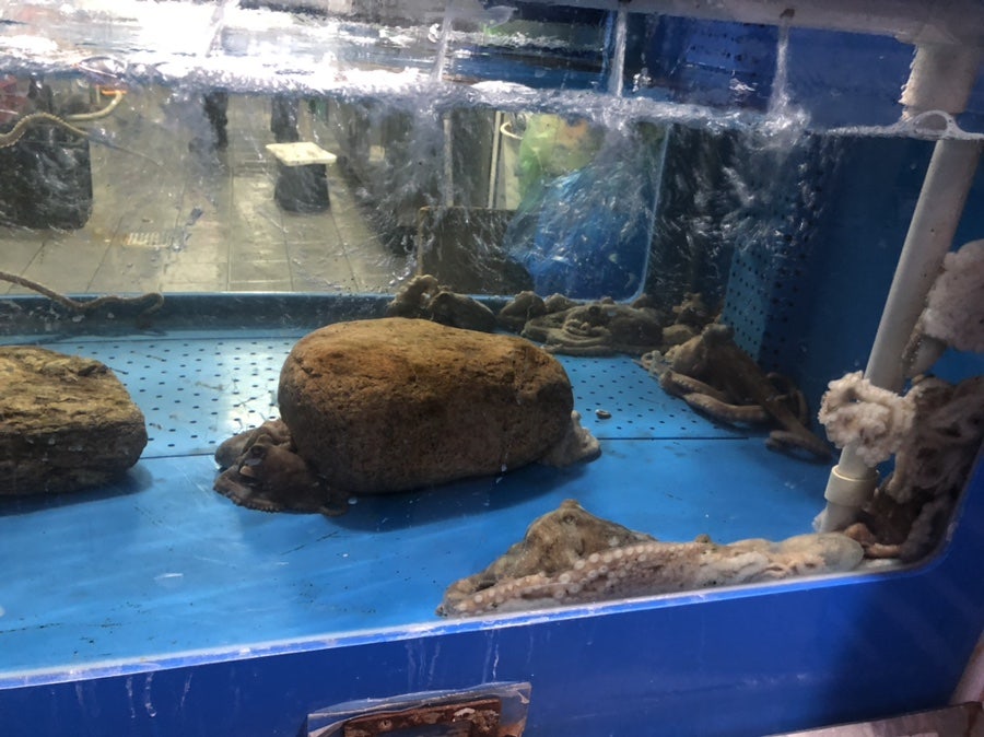 목포세발낙지 홍제점 사진 2